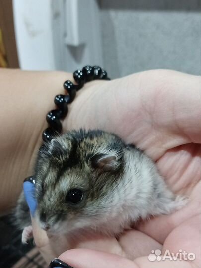Хомяк