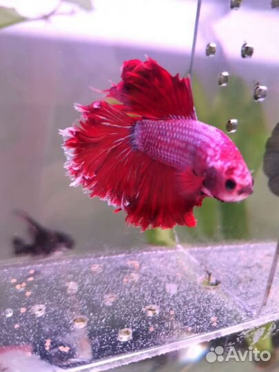 Петушок (Betta, бойцовая рыбка)