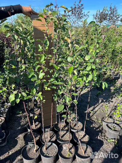 Яблоня недзвецкого