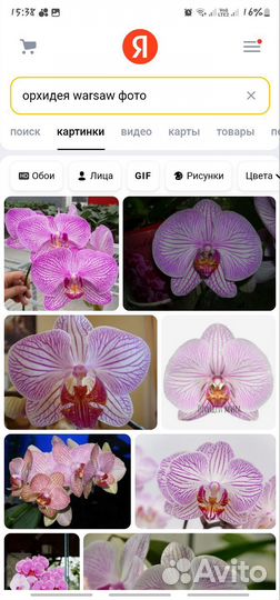 Орхидея фаленопсис