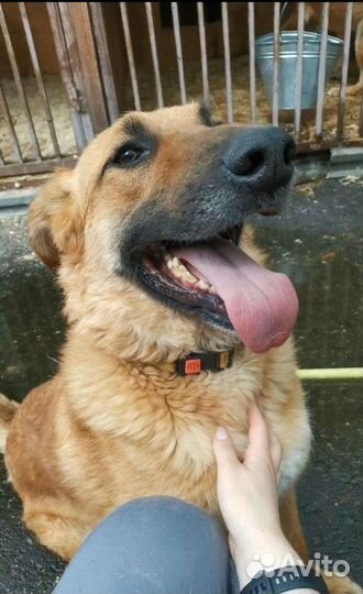 Умная собака из приюта