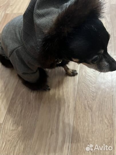 Пальто для собаки с отделкой из натуральной норки