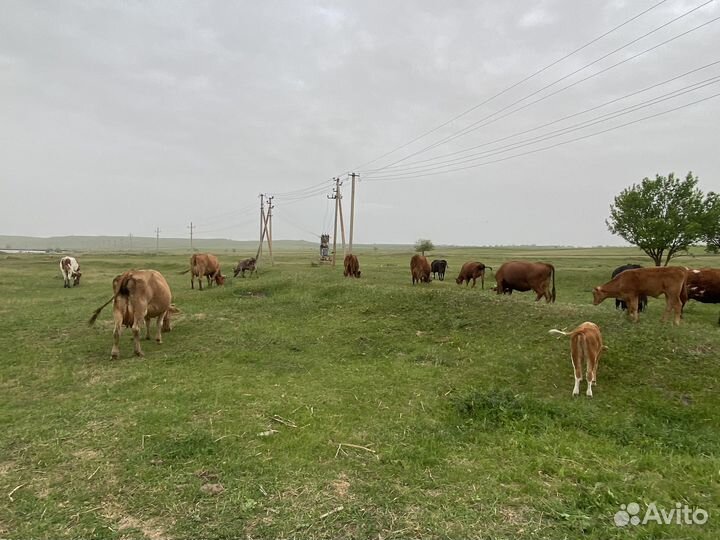 Коровы дойные