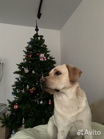 Кобель лабрадора вязка