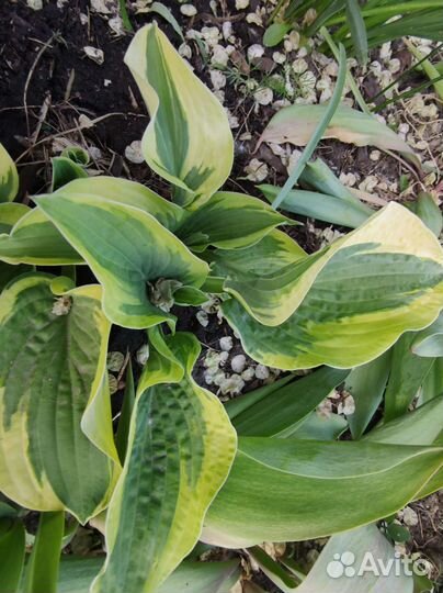 Хоста, белая фиалка, декоративный лук, ирисы