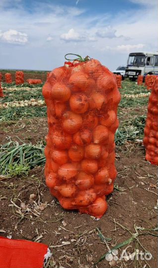 Лук репчатый