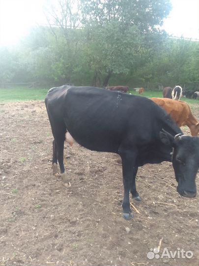 Корова дойная с теленком