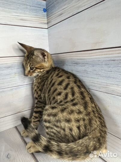 Саванна Ф5 SBT