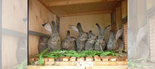 В питомнике живет несколько кроликов разного цвета. Много кроликов. Ферма кроликов. Кролики в приусадебном хозяйстве. Разведение кроликов в Германии.