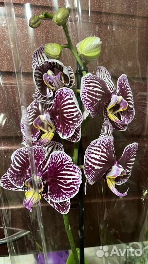 Орхидея 