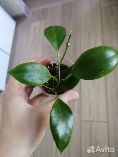 Хойя санрайз