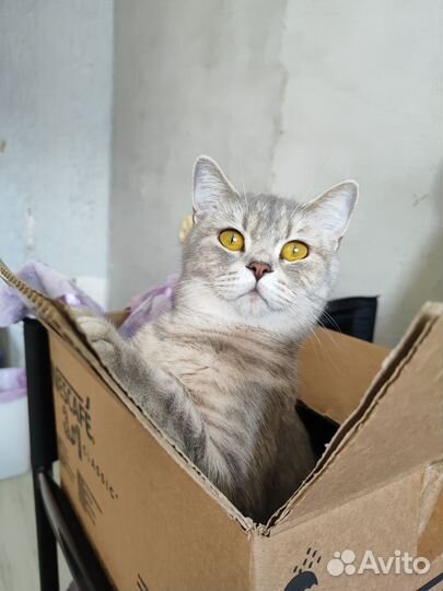 Кошка 2 года