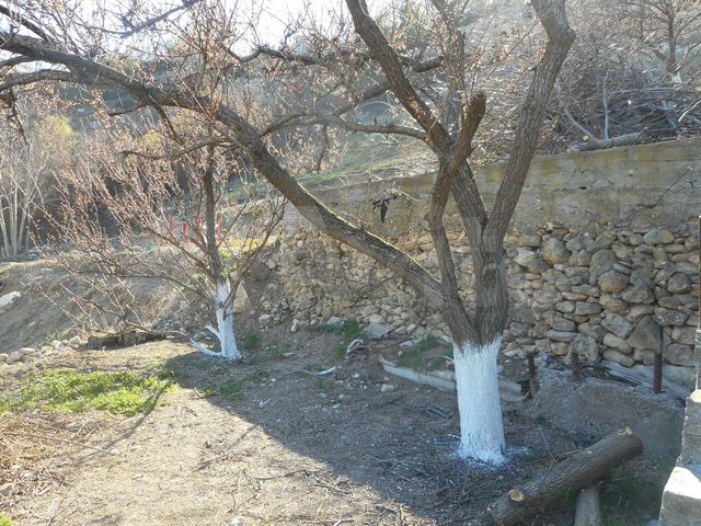 Участок 7,3 сот. (СНТ, ДНП)