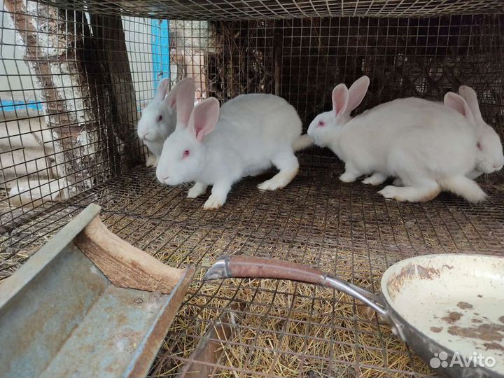 Кролики белый паннон