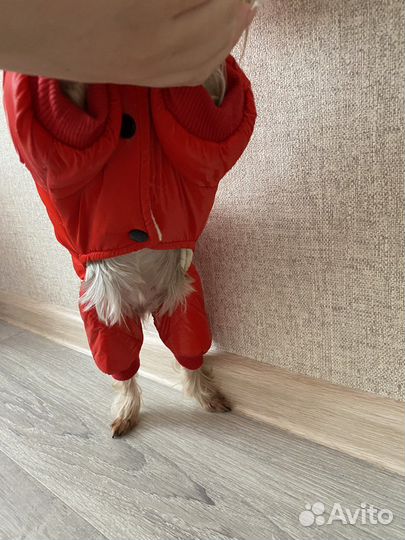 Зимний комбинезон для мелких пород