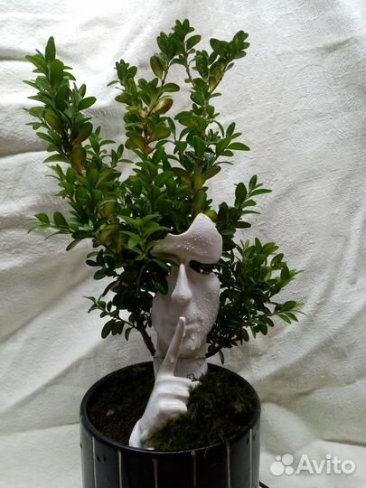 Дерево бонсай живое
