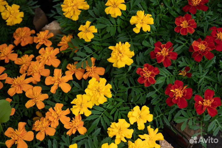 Петунья, Бархатцы