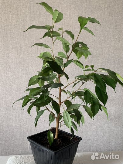 Фикус бенджамина