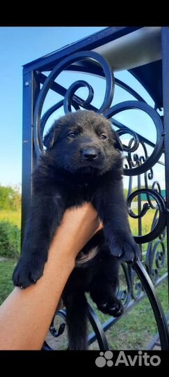 Восточноевропейская овчарка