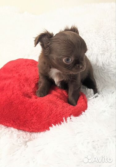 Мини девочка чихуахуа