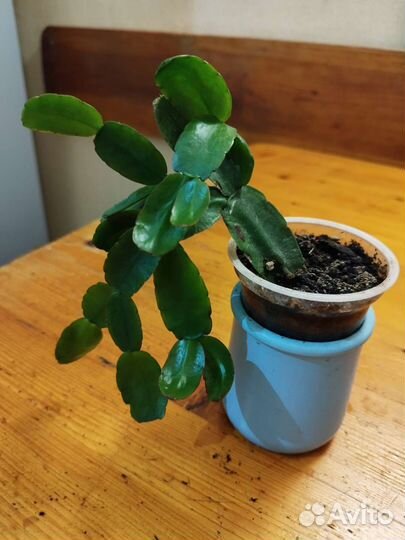 Декабрист шлюмбергера