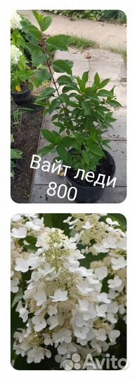 Гортензия