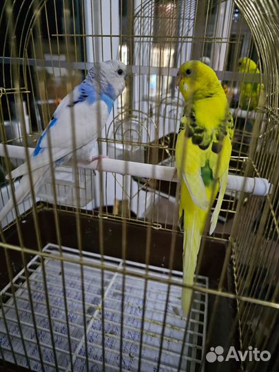 Пара попугаев волнистых с клеткой