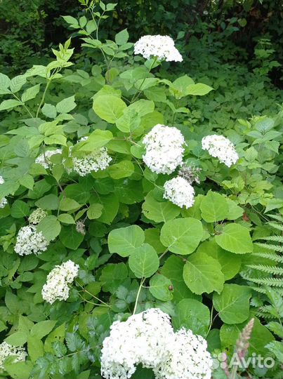 Спирея, гортензия, боярышник