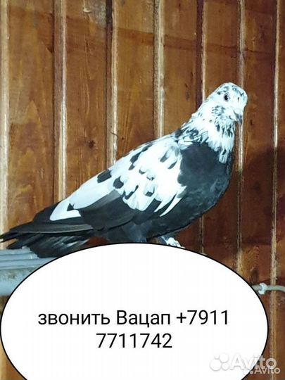 Продажа голубей