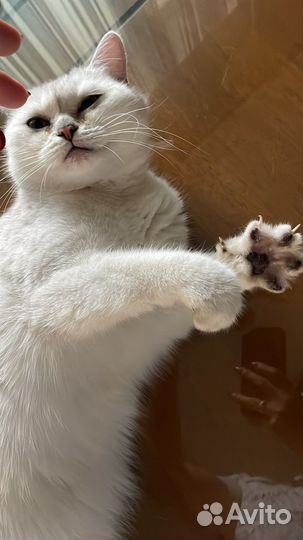 Кот окрас шиншилла