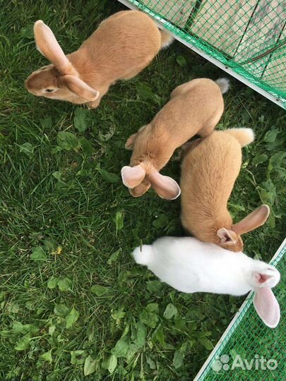 Кролики мясных пород