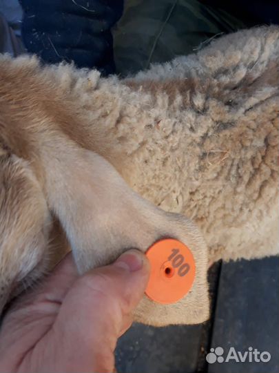 Баран чистокровный катумский