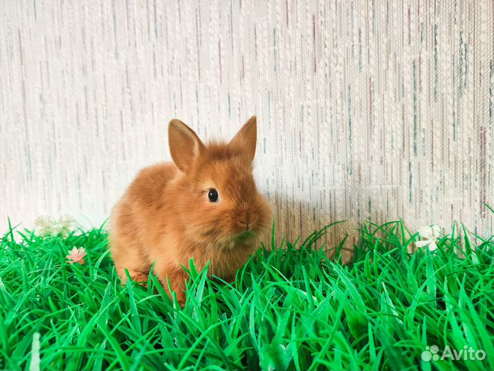 Карликовый кролик