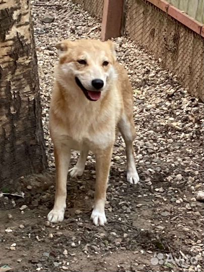 Собака в добрые руки