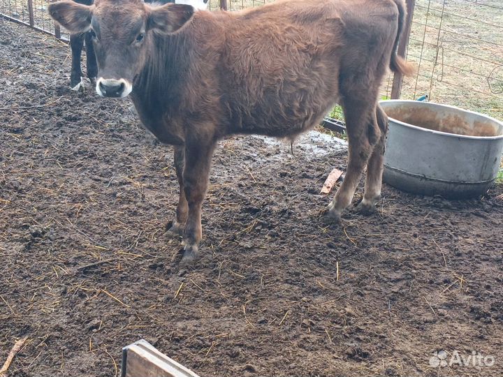Телята, бычки,телочки