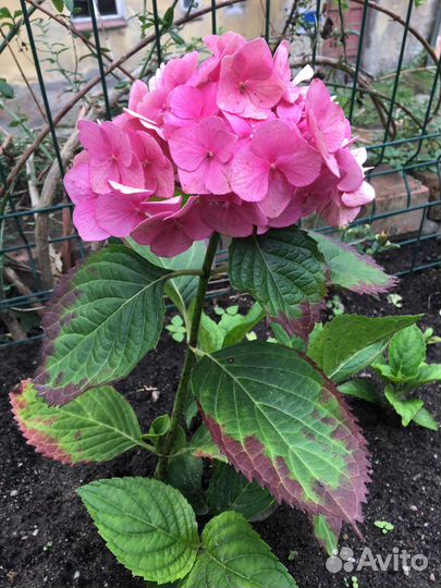 Гортензия крупнолистная