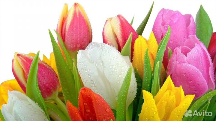 Премиум тюльпан оптом