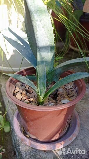 Агава голубая