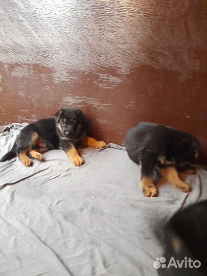 Щенки немецкой овчарки