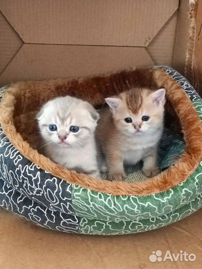 Золотые котята