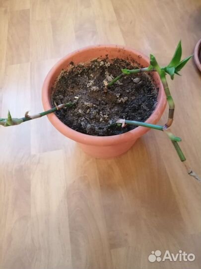 Растение золотой ус