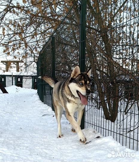 Красавица Алиса в добрые руки