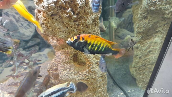 Аквариумные рыбки : Цихлиды африки оз.Малави