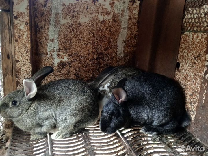 Кролики мясных пород