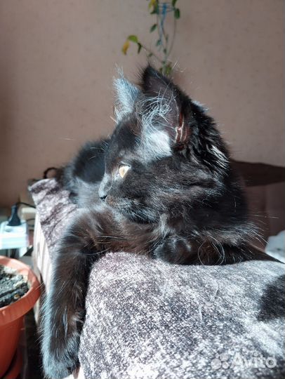 Кошечка ищет дом