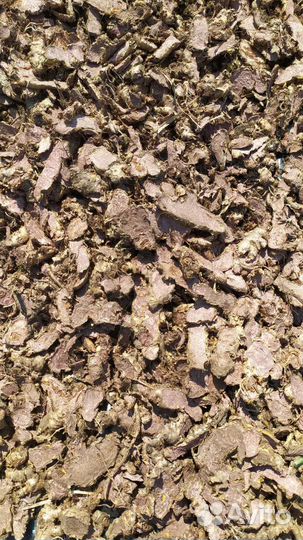 Корень Радиолы розовой