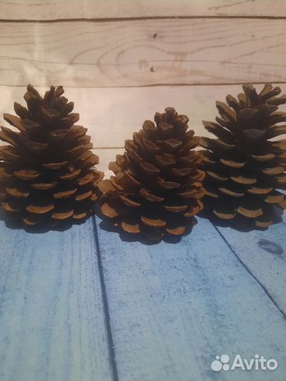 Шишки пицундской сосны для творчества