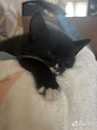Котенок кошечка в добрые руки отдам