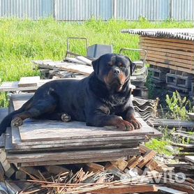 Вязка собак (случка): когда и как вязать собаку в первый раз | Блог зоомагазина ingstok.ru