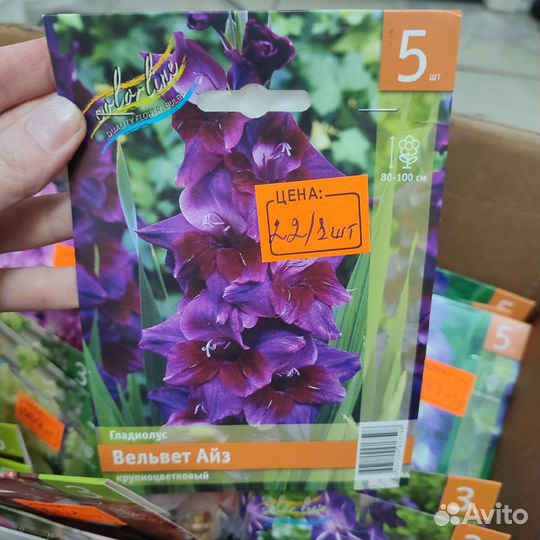 Гладиолусы луковицы